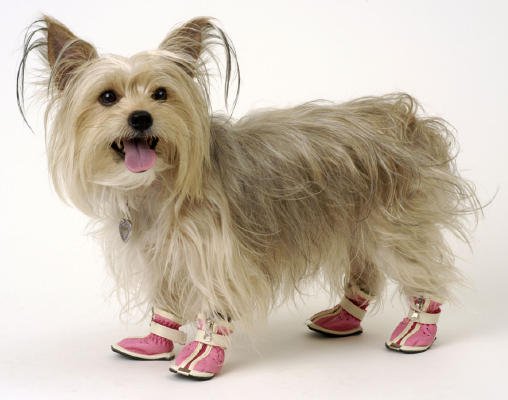 dog boots